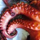 Pulpo gallego