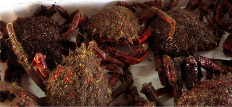 Galicia marisco
